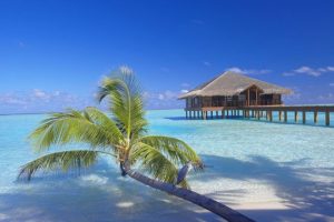 Palme am Strand von Malediven MEDHUFUSHI ISLAND RESORT